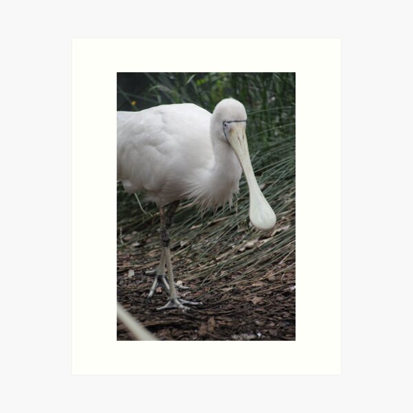 Item preview, Spoonbill designed and sold by Leanne Davis.