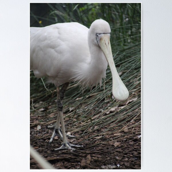 Aperçu de l'œuvre Spoonbill créée et vendue par Leanne Davis.