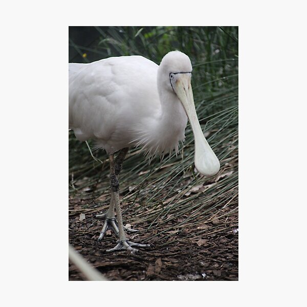 Item preview, Spoonbill designed and sold by Leanne Davis.