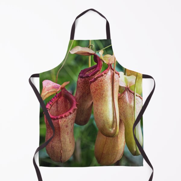 Item preview, Carnivorous Hanging Pitcher Plant Nepenthes designed and sold by IMPHives.