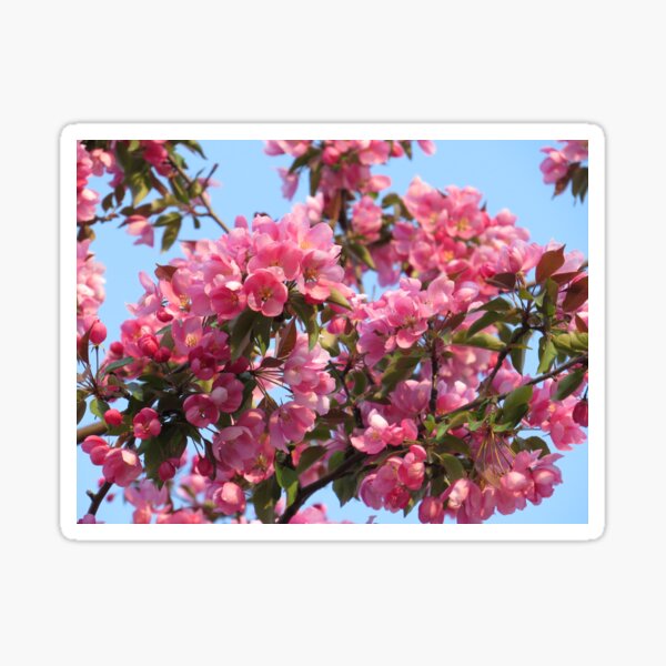 Item preview, Pink Crab Apple Tree Blossom flowers   designed and sold by FlowersAndMore.