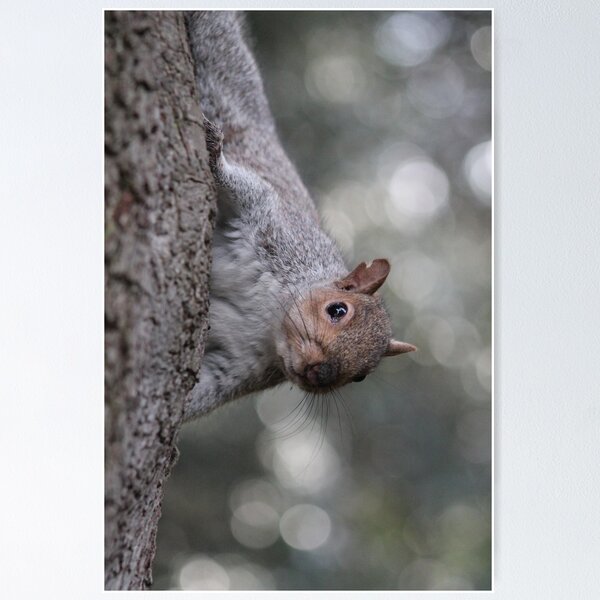 Item preview, Squirrel On The Tree designed and sold by James1968.