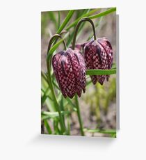 Checkered Lily Greeting Card