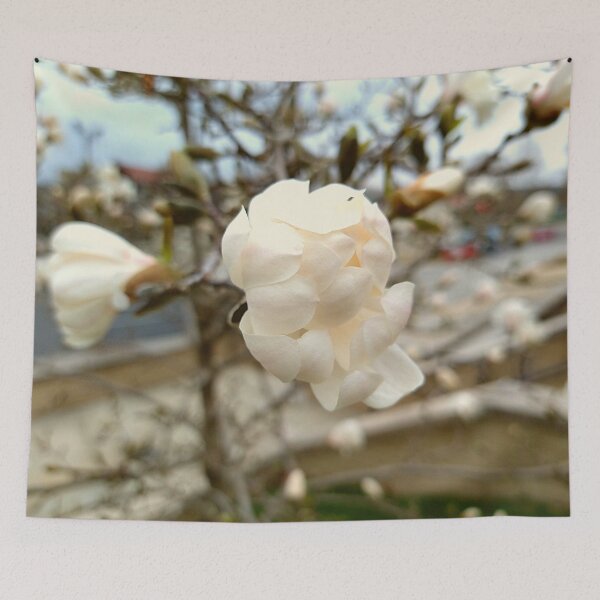 Item preview, New Bloom on a Yulan Magnolia designed and sold by Mothe3rd.
