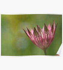 Astrantia Macro Poster