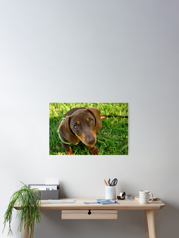 Thumbnail 1 of 3, Poster, Puppy Face! designed and sold by Tiffany.