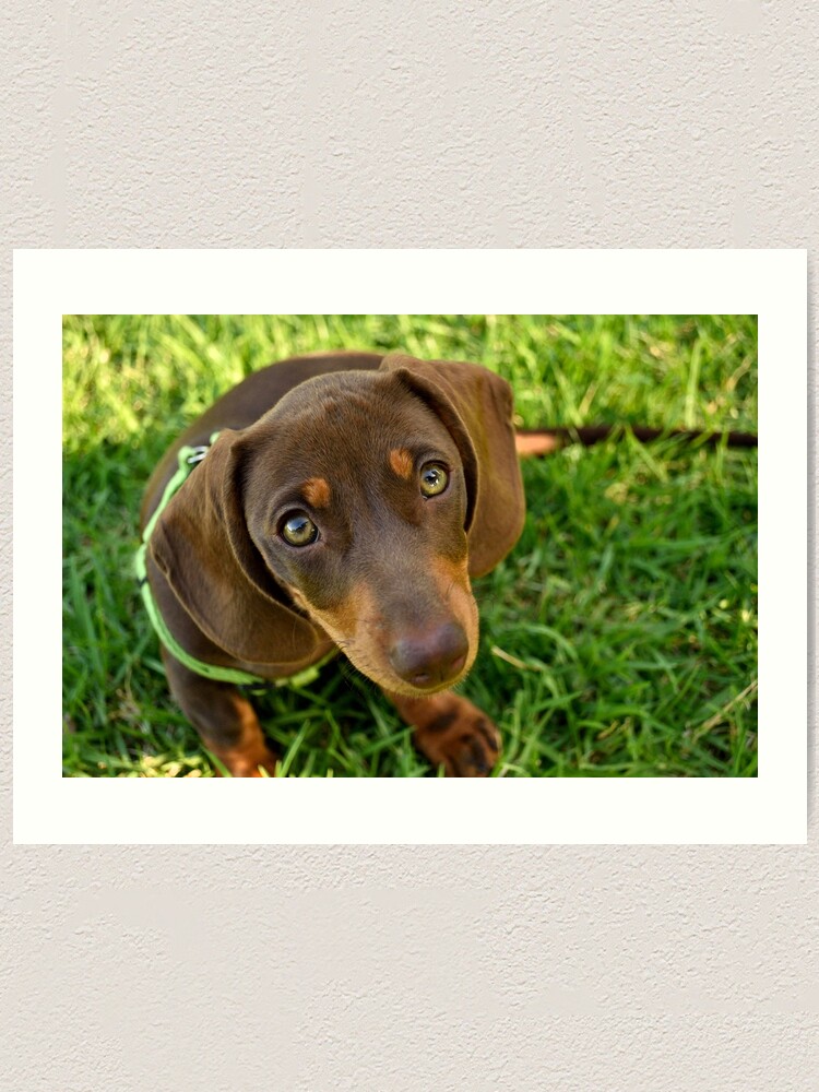 Alternate view of Puppy Face! Art Print
