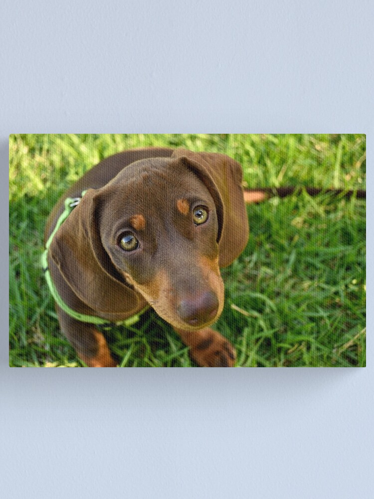 Thumbnail 2 of 3, Canvas Print, Puppy Face! designed and sold by Tiffany Dryburgh.
