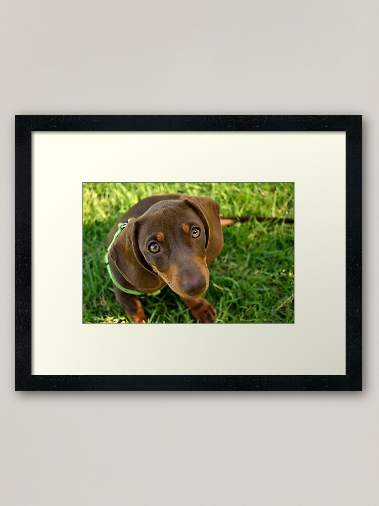 Thumbnail 2 of 7, Framed Art Print, Puppy Face! designed and sold by Tiffany Dryburgh.