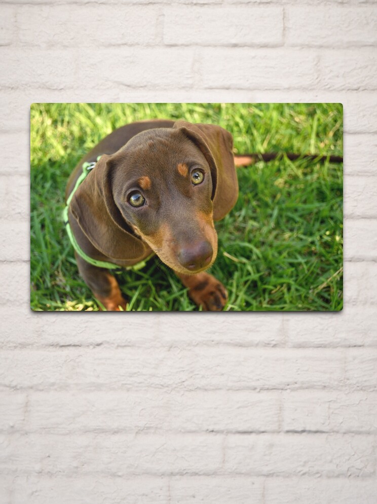 Thumbnail 2 of 4, Metal Print, Puppy Face! designed and sold by Tiffany Dryburgh.
