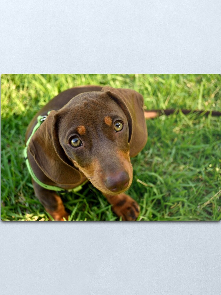 Alternate view of Puppy Face! Metal Print
