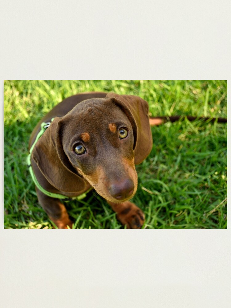 Thumbnail 2 of 3, Photographic Print, Puppy Face! designed and sold by Tiffany Dryburgh.