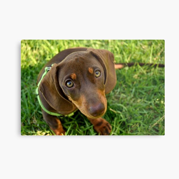 Metal Print