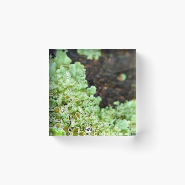 Item preview, A Liking for Lichen designed and sold by Tiffany Dryburgh.
