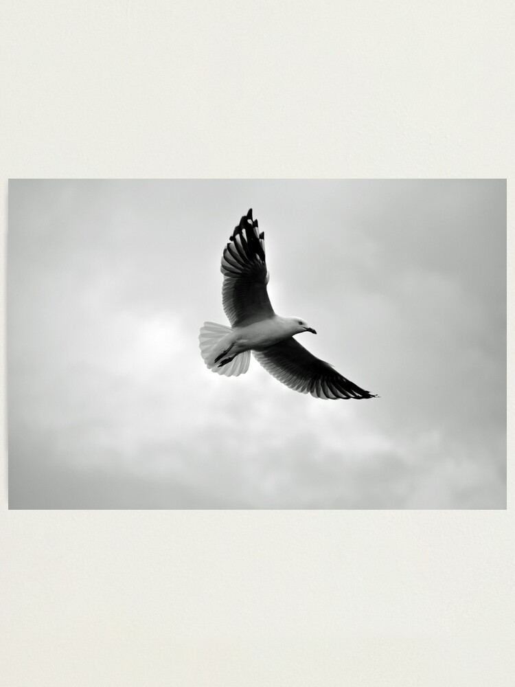 Thumbnail 2 of 3, Photographic Print, Soaring designed and sold by Tiffany Dryburgh.