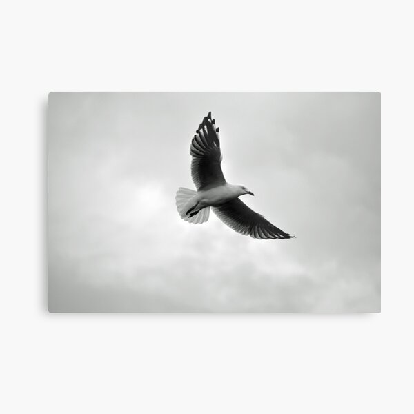 Metal Print