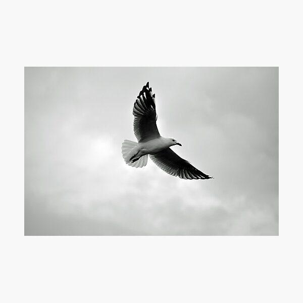 Photographic Print