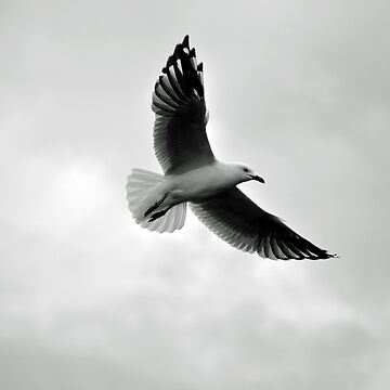 Artwork thumbnail, Soaring by Tiffany Dryburgh