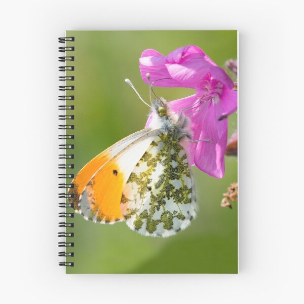 Item preview, Male Orange-tip Butterfly designed and sold by Neil Bygrave (NATURELENS).