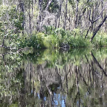 Artwork thumbnail, Kin Kin Creek 3 by Diana Grunwald