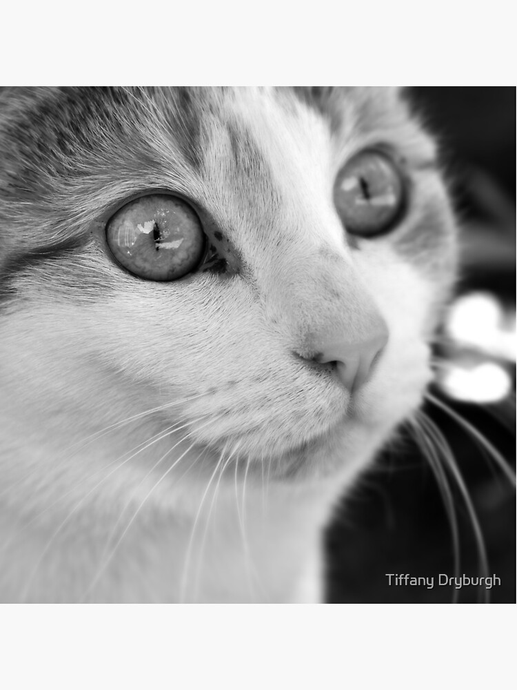 Focus by Tiffany