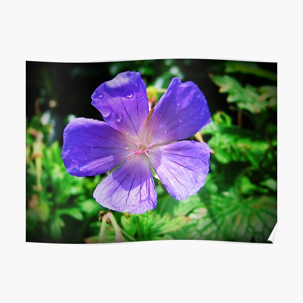 Blue Geranium Poster