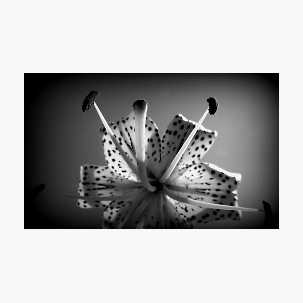 Item preview, Lily in Black and White designed and sold by katpix.