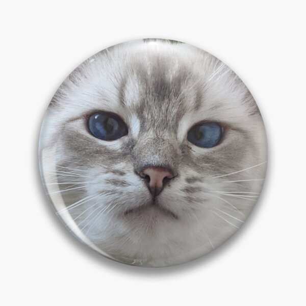 Item preview, Copy of Saoirseragdoll, a lynx ragdoll cat like no other designed and sold by Fluffycat2020.