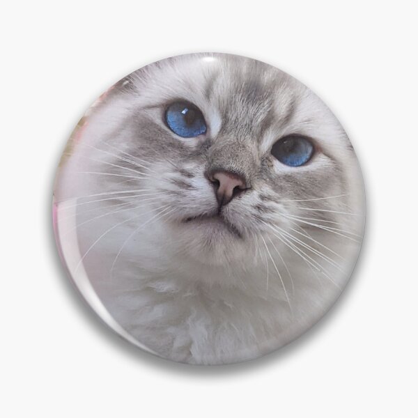 Item preview, Copy of Saoirseragdoll, a lynx ragdoll cat like no other designed and sold by Fluffycat2020.