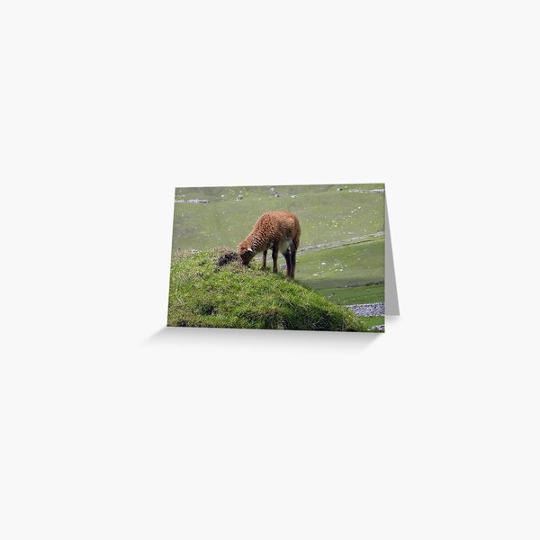 Soay lamb on cleit Greeting Card
