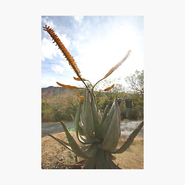 Swazi Flower Photographic Print