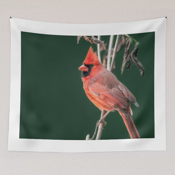 Item preview, Red bird designed and sold by Akashbhor2001.
