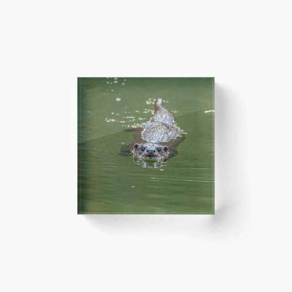 Item preview, Wild Eurasian Otter designed and sold by Dalyndigital Photography.