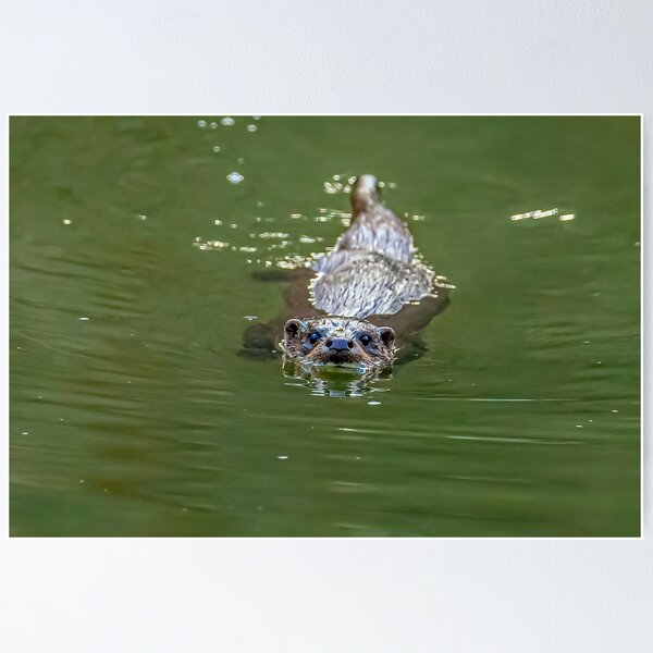 Item preview, Wild Eurasian Otter designed and sold by Dalyndigital Photography.