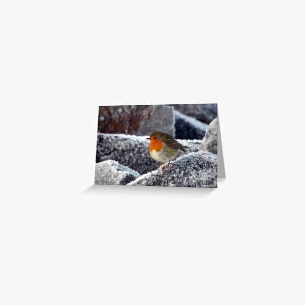 Robin on Cromarty sea wall Greeting Card