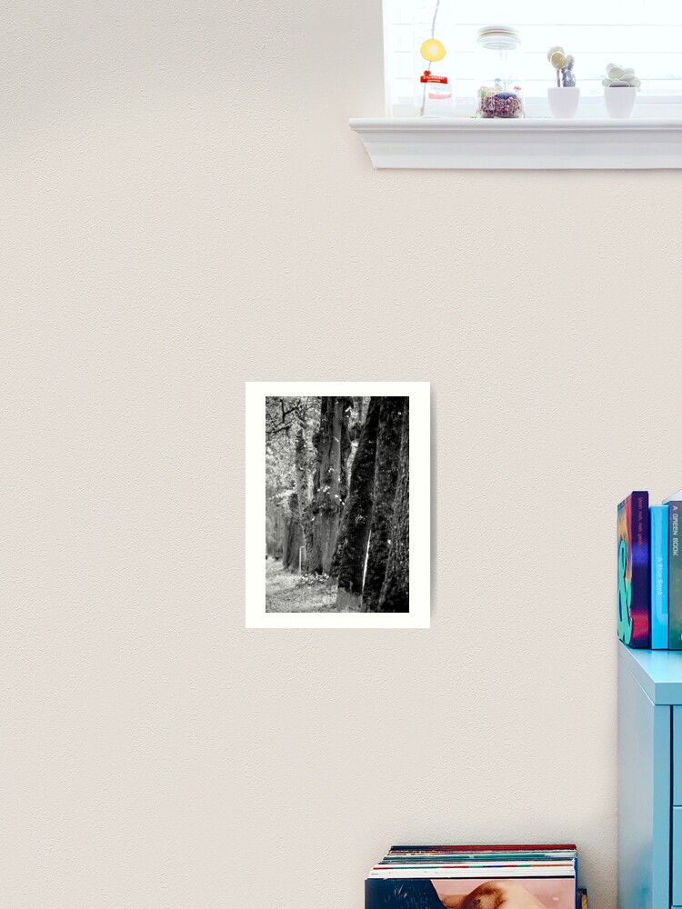 Thumbnail 1 of 3, Art Print, Trees on the Avenue designed and sold by Tiffany Dryburgh.