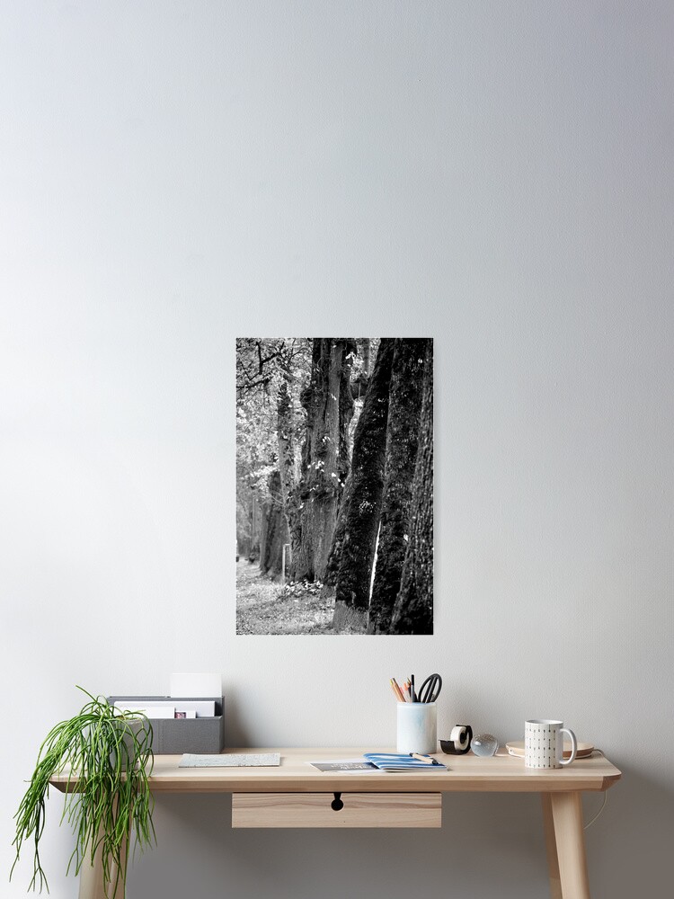 Thumbnail 2 of 3, Poster, Trees on the Avenue designed and sold by Tiffany.