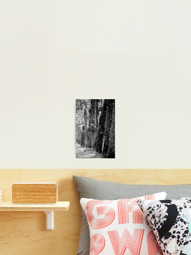 Thumbnail 2 of 3, Photographic Print, Trees on the Avenue designed and sold by Tiffany.
