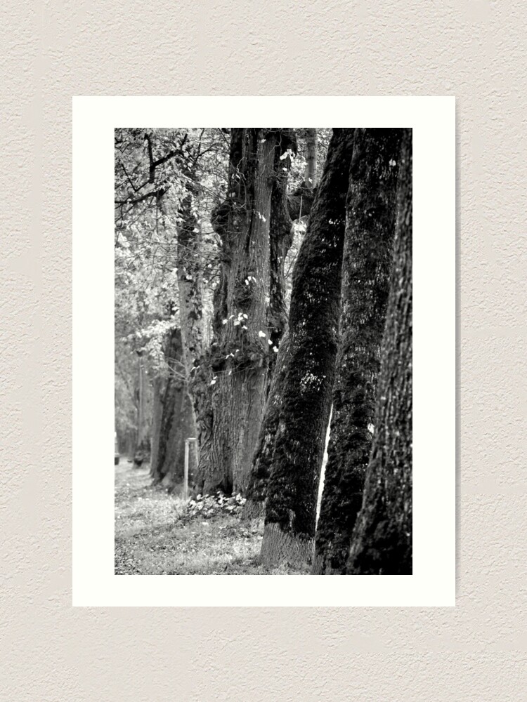 Thumbnail 2 of 3, Art Print, Trees on the Avenue designed and sold by Tiffany Dryburgh.