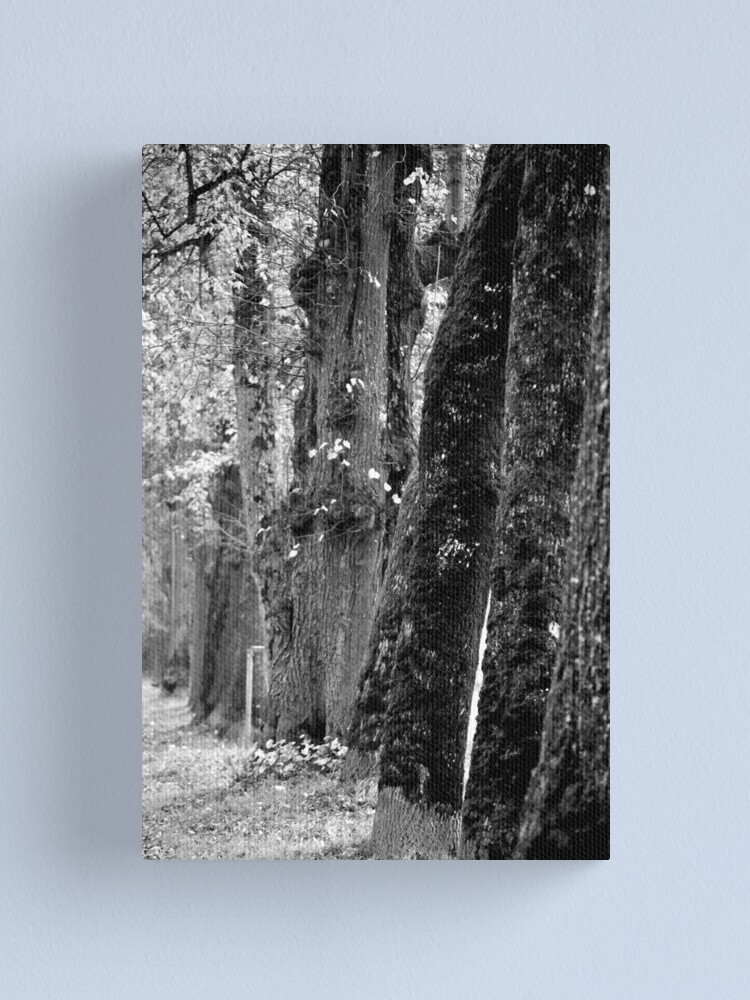 Thumbnail 1 of 3, Canvas Print, Trees on the Avenue designed and sold by Tiffany.