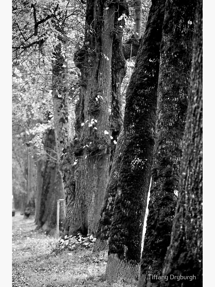 Thumbnail 3 of 3, Art Print, Trees on the Avenue designed and sold by Tiffany Dryburgh.