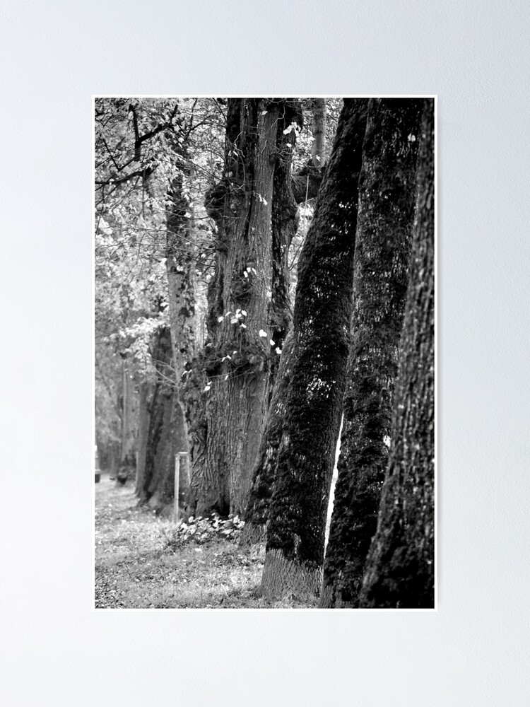 Thumbnail 1 of 3, Poster, Trees on the Avenue designed and sold by Tiffany.
