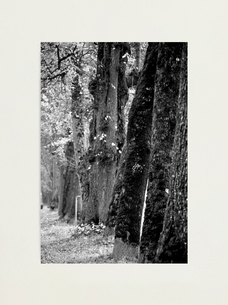 Thumbnail 1 of 3, Photographic Print, Trees on the Avenue designed and sold by Tiffany.