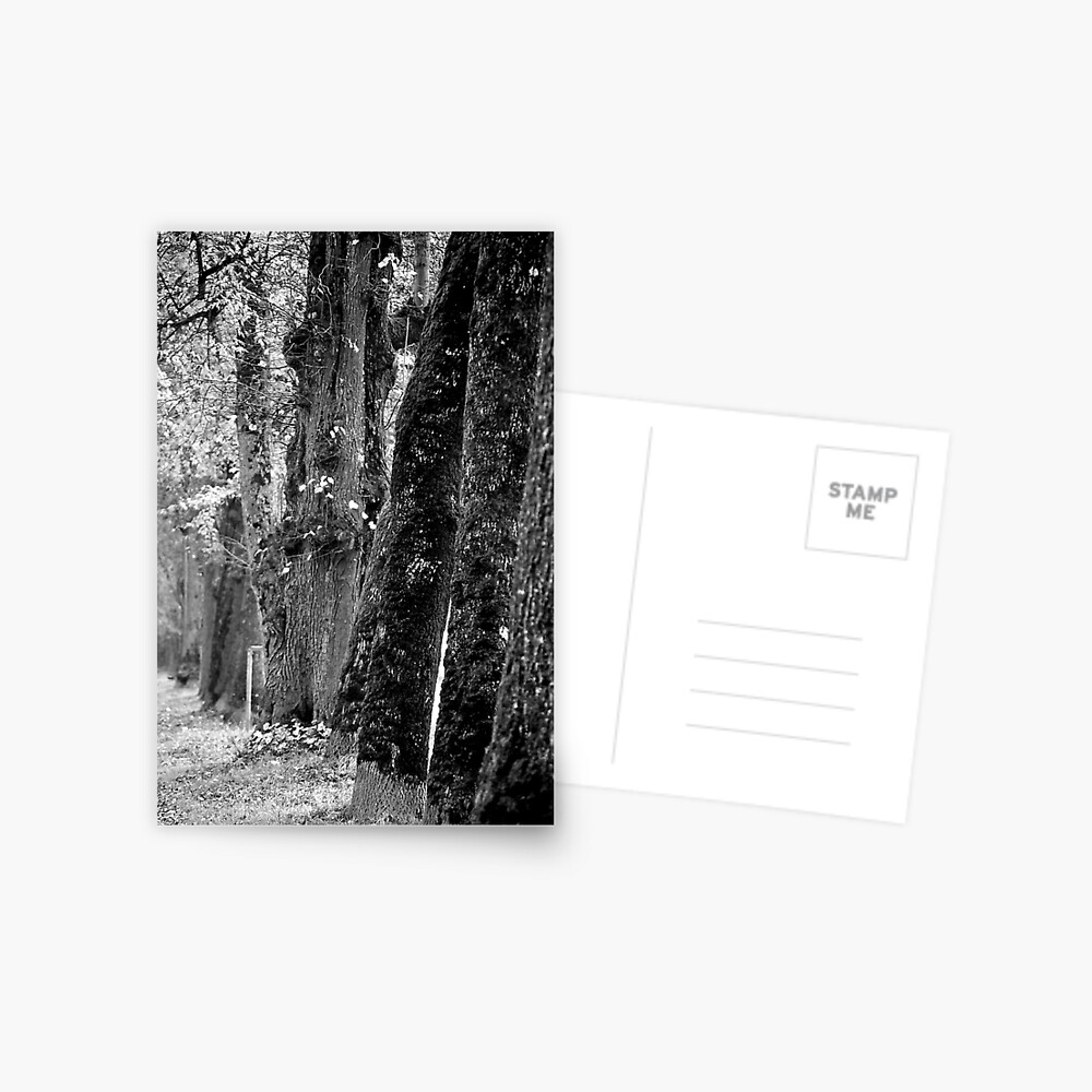 Item preview, Postcard designed and sold by Tiffany.