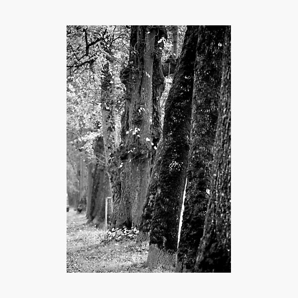 Photographic Print
