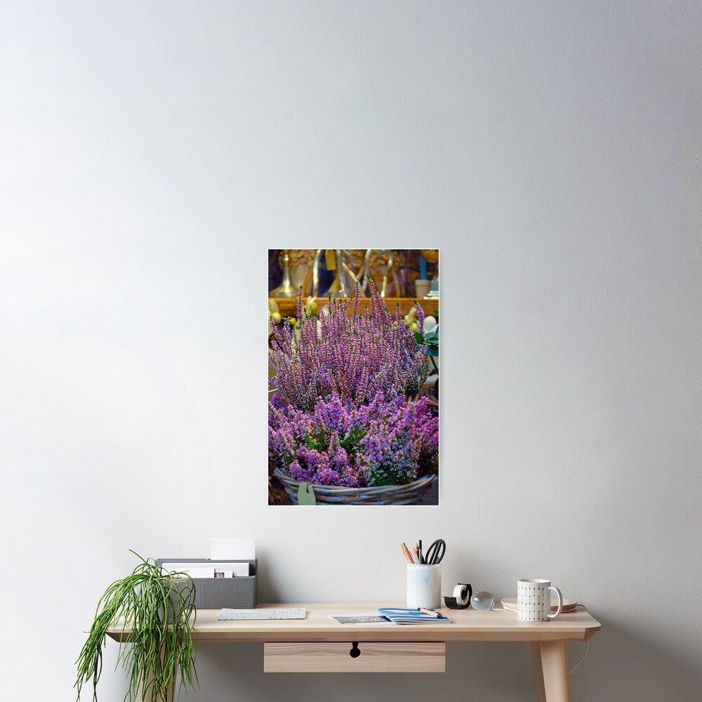 Winter Colour Poster