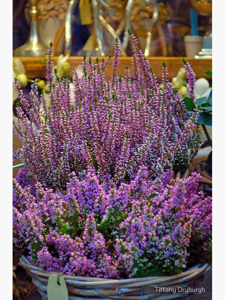 Winter Colour by Tiffany