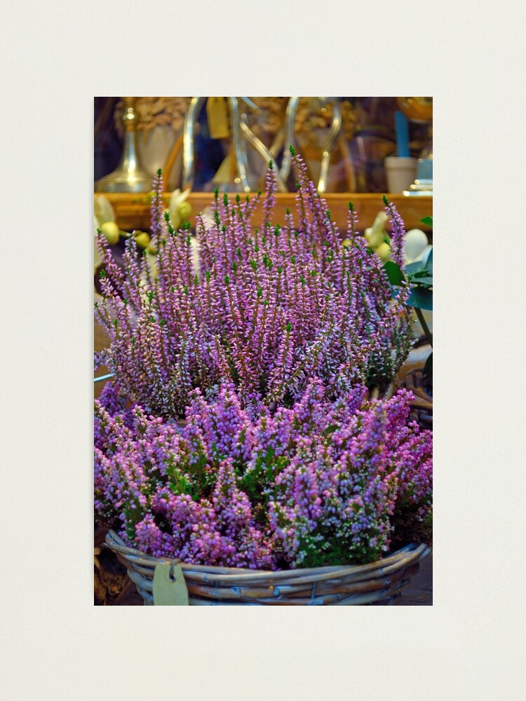 Alternate view of Winter Colour Photographic Print