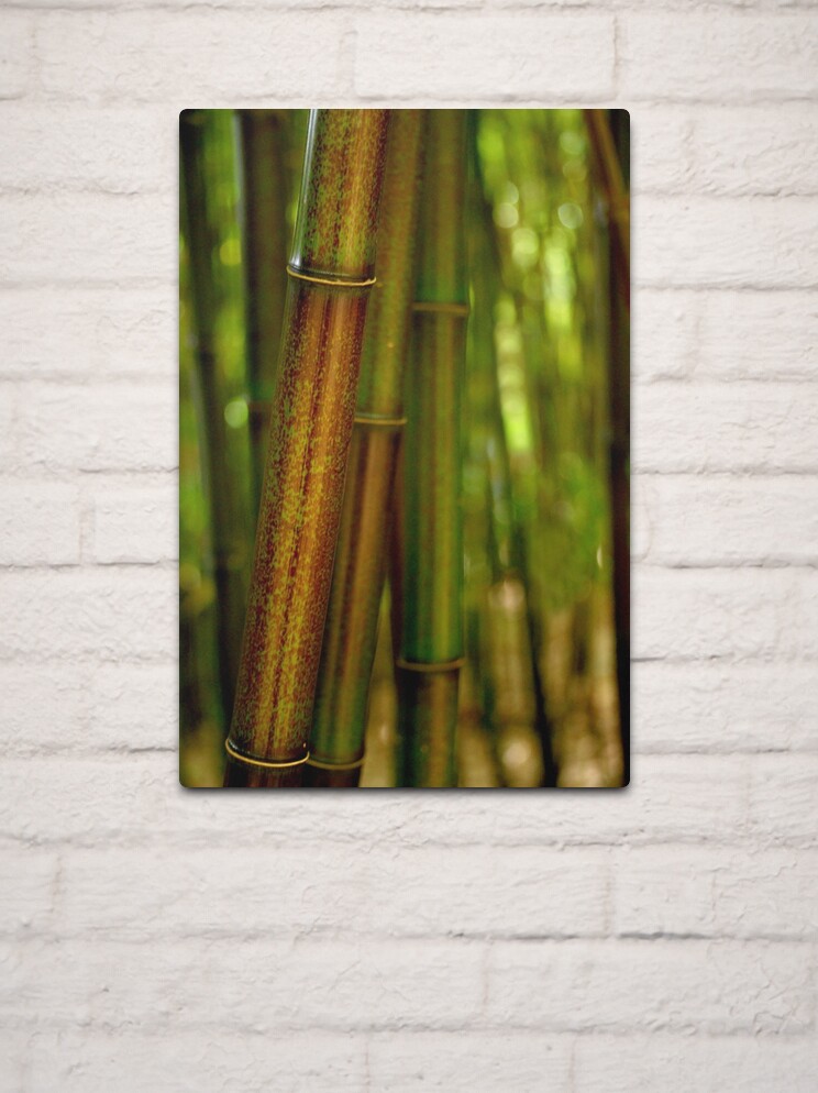 Thumbnail 2 of 4, Metal Print, Green Bamboo designed and sold by Tiffany Dryburgh.