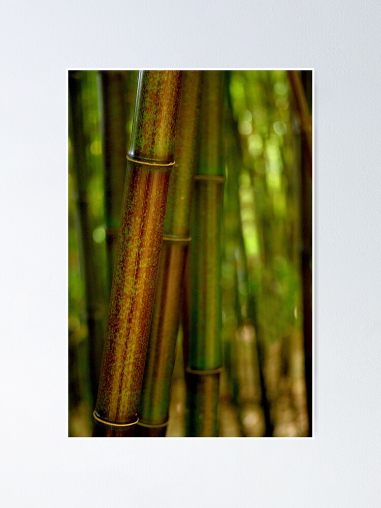 Thumbnail 2 of 3, Poster, Green Bamboo designed and sold by Tiffany Dryburgh.